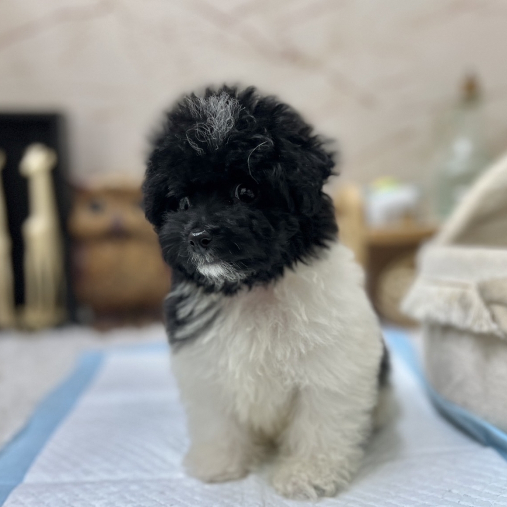 泰迪花玩具貴賓 弟弟（Poodle）