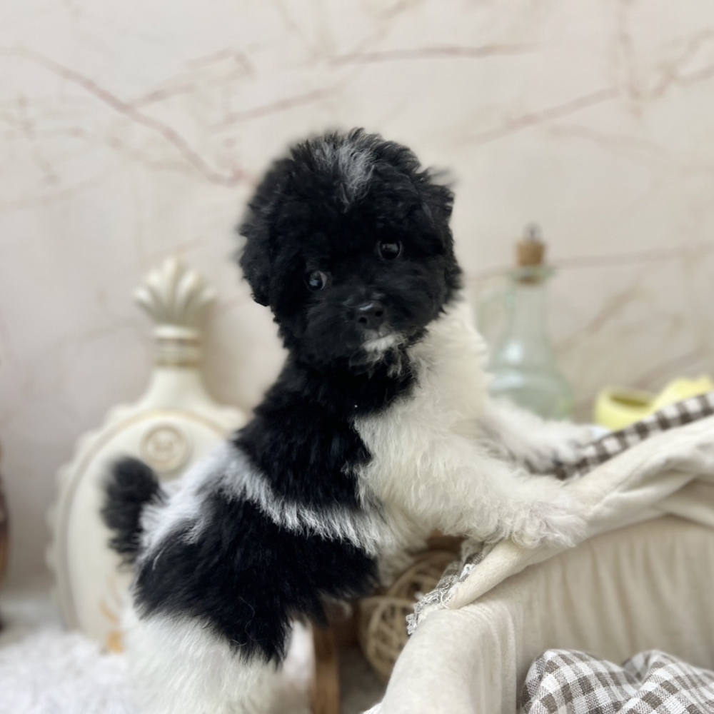 泰迪花玩具貴賓 弟弟（Poodle）
