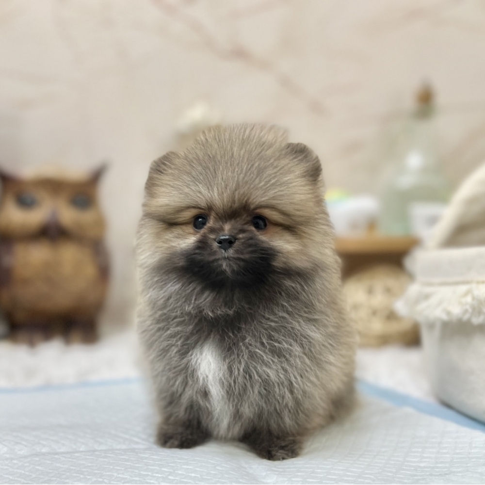 甜甜浣熊松鼠博美  【Pomeranian】