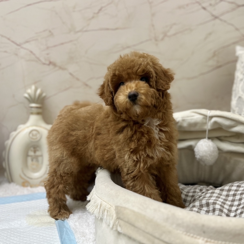 比熊【Bichon Frise】+泰迪熊