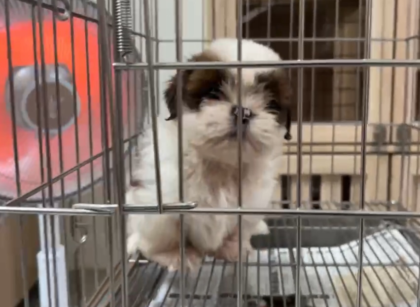 西施犬(Shih Tzu）