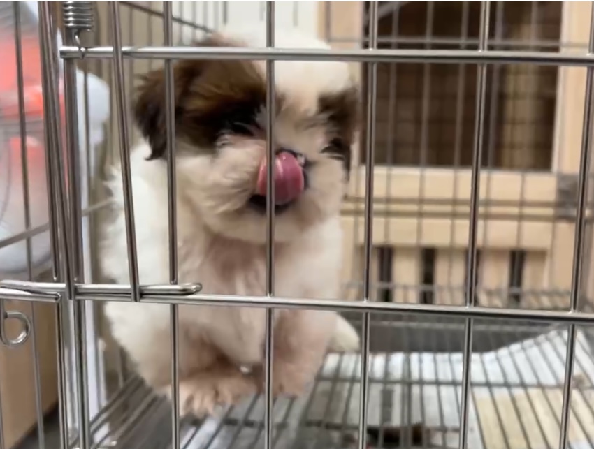 西施犬(Shih Tzu）