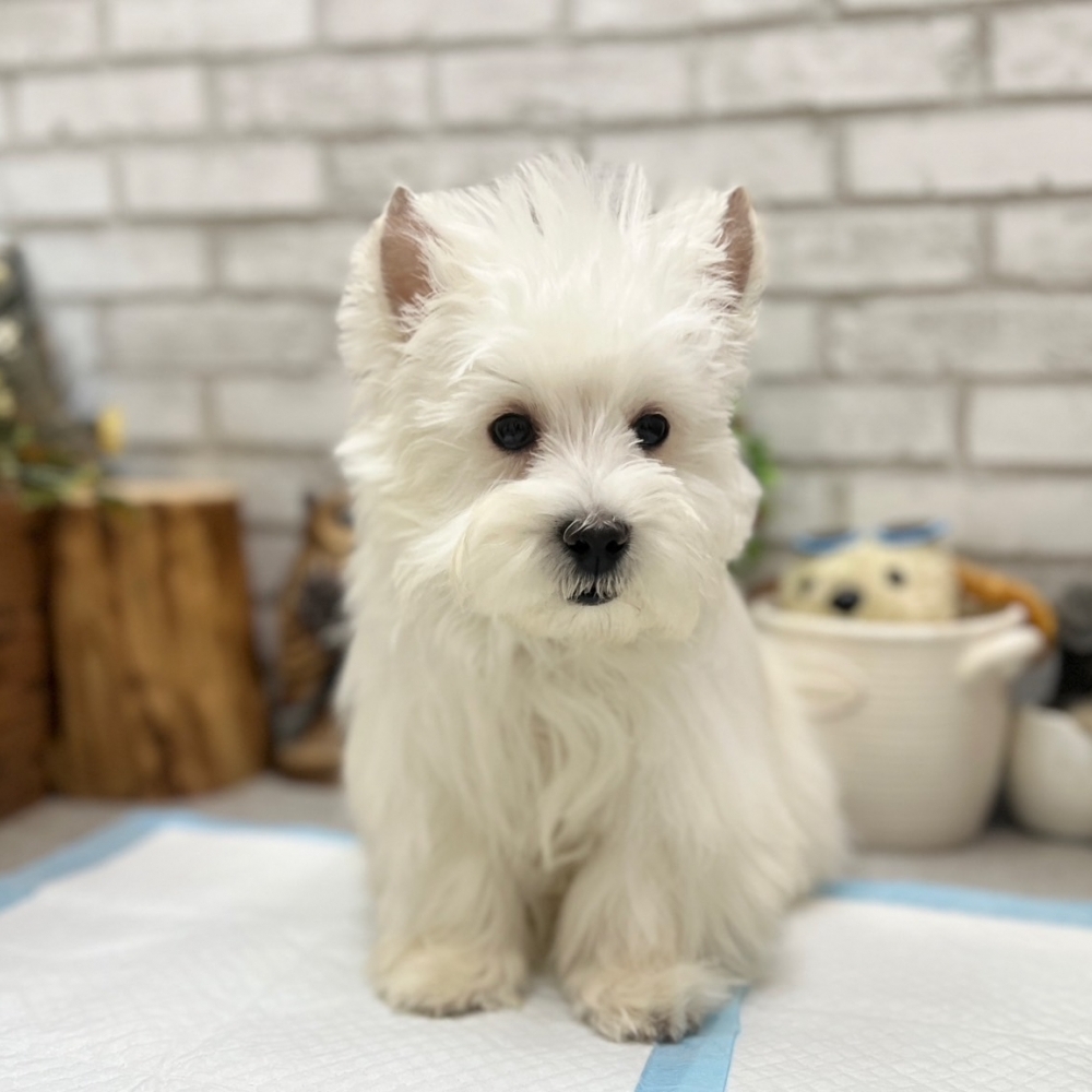 西莎 西高地白㹴(West Highland White Terrier）