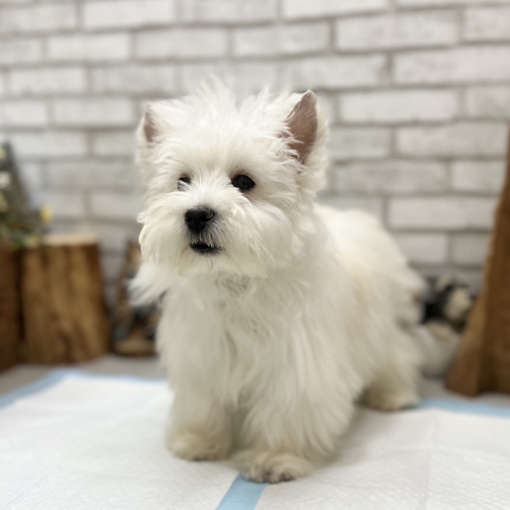 西莎 西高地白㹴(West Highland White Terrier）