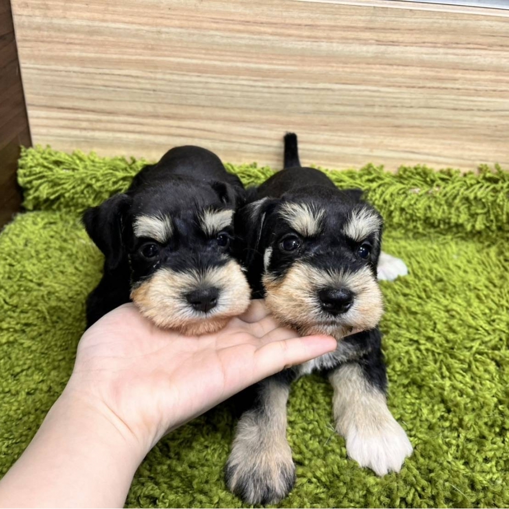 雪納瑞 (Schnauzer)