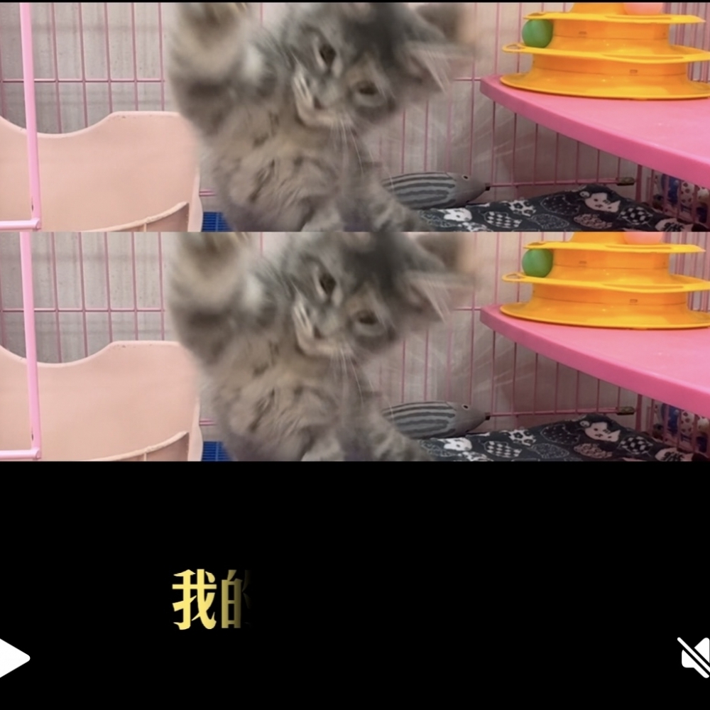 緬因貓～（Felis catus）