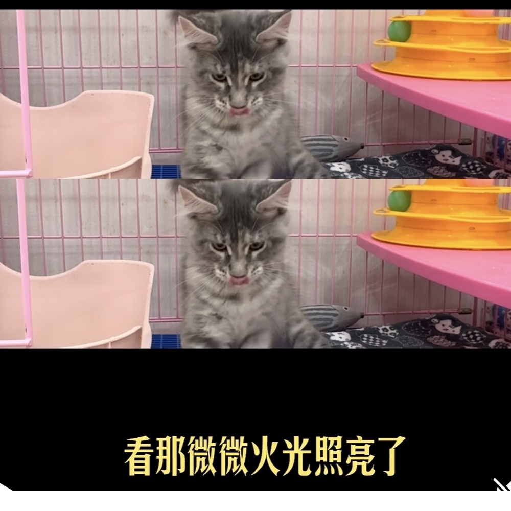 緬因貓～（Felis catus）