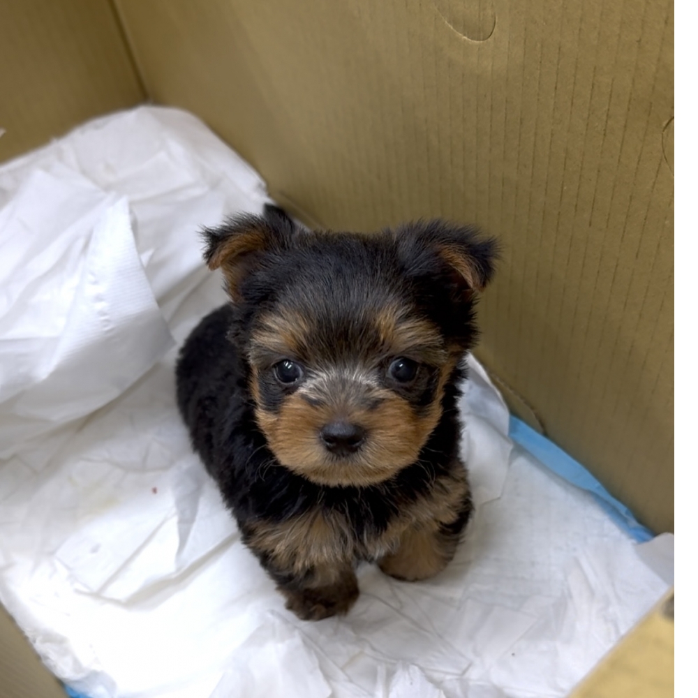 寶石 約克夏(Yorkshire Terrier)