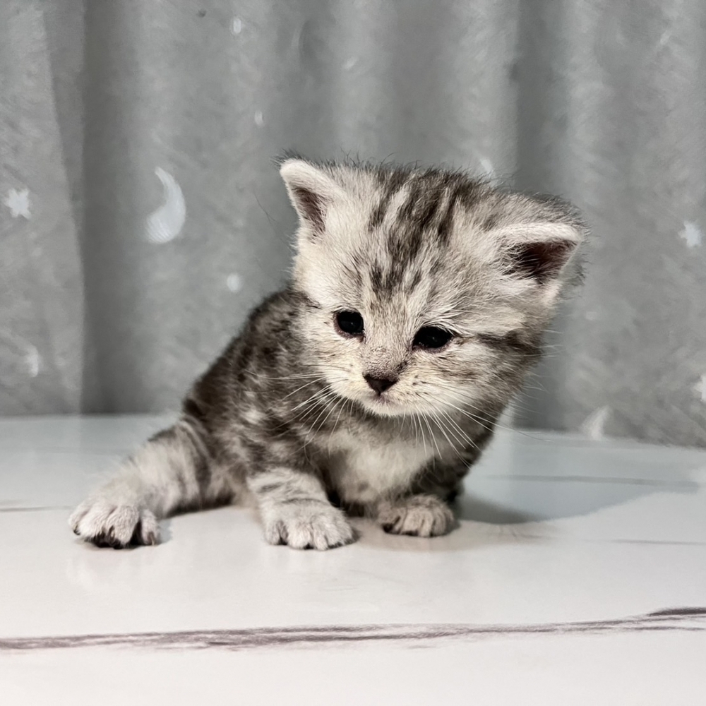 英/美 短曼赤肯貓（Munchkin cat)