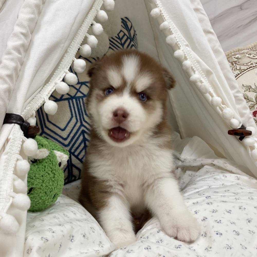 哈士奇雪橇犬【HUSKY】