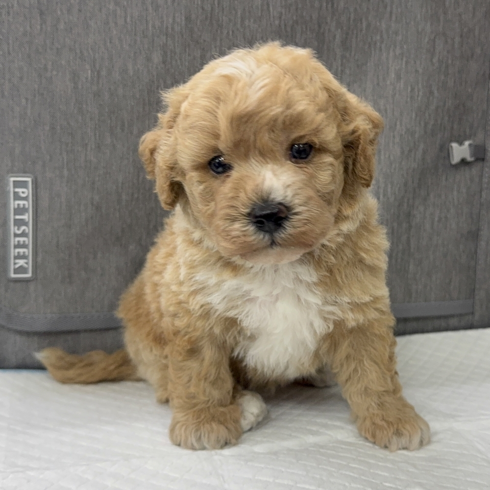瑪爾泰迪【Maltipoo】