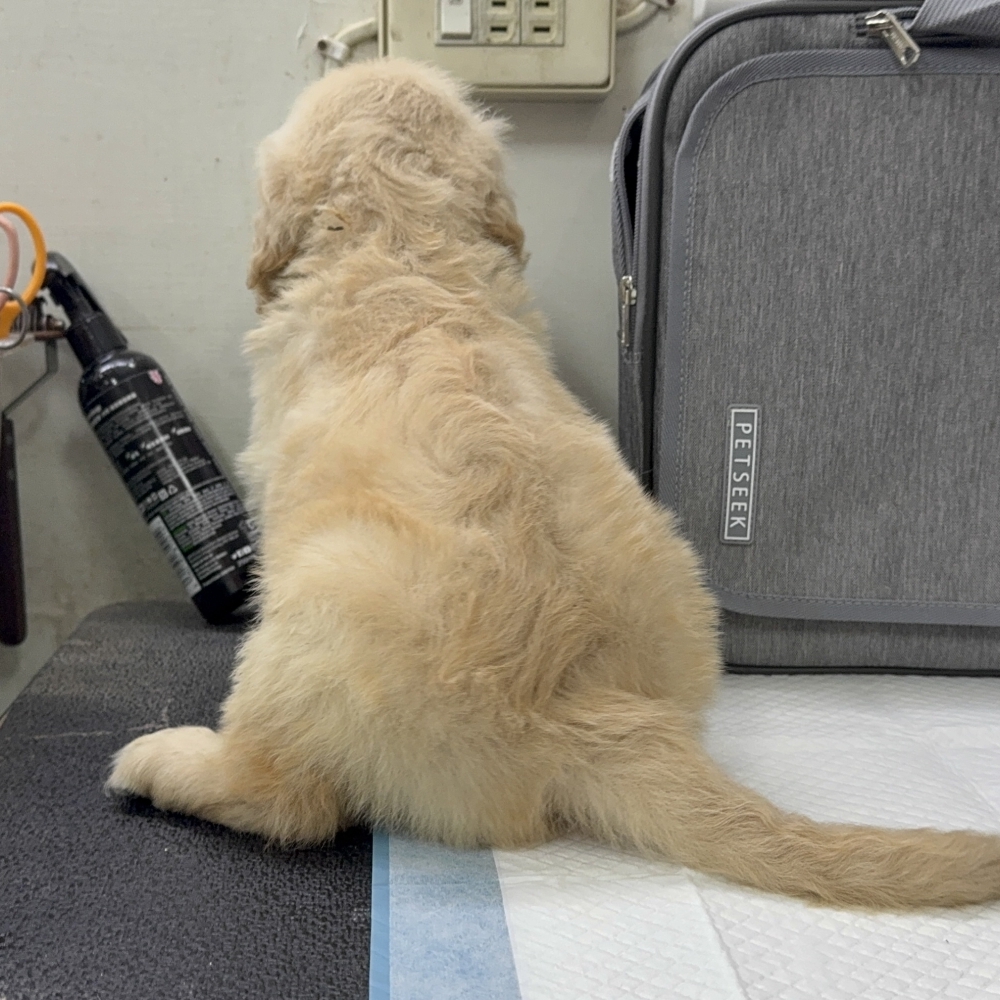 黃金獵犬（Golde