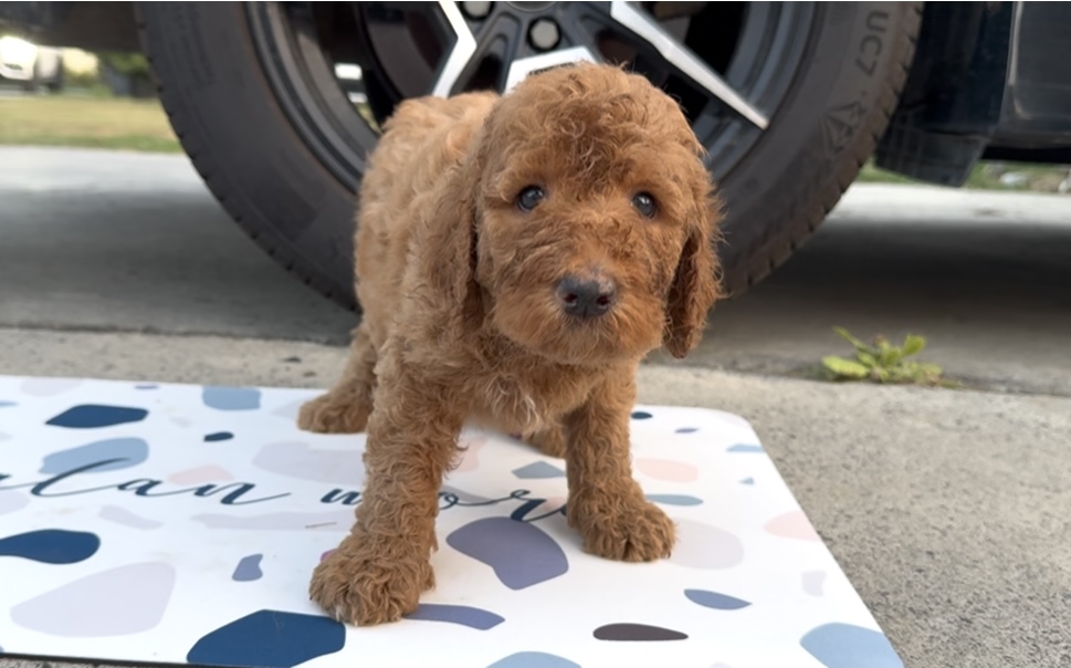 巨型貴賓犬（Poodle）