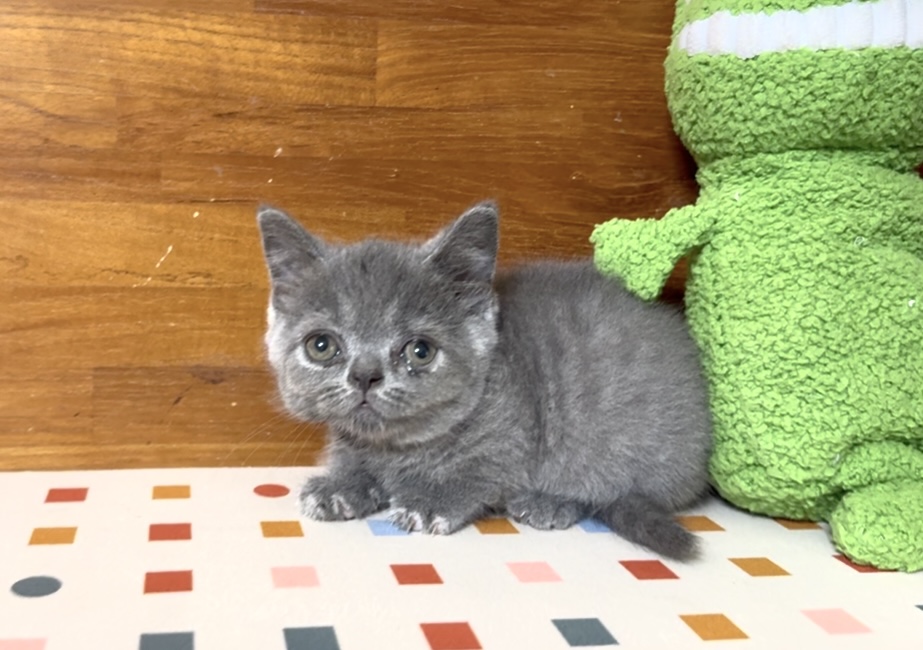 英/美 短曼赤肯貓（Munchkin cat)