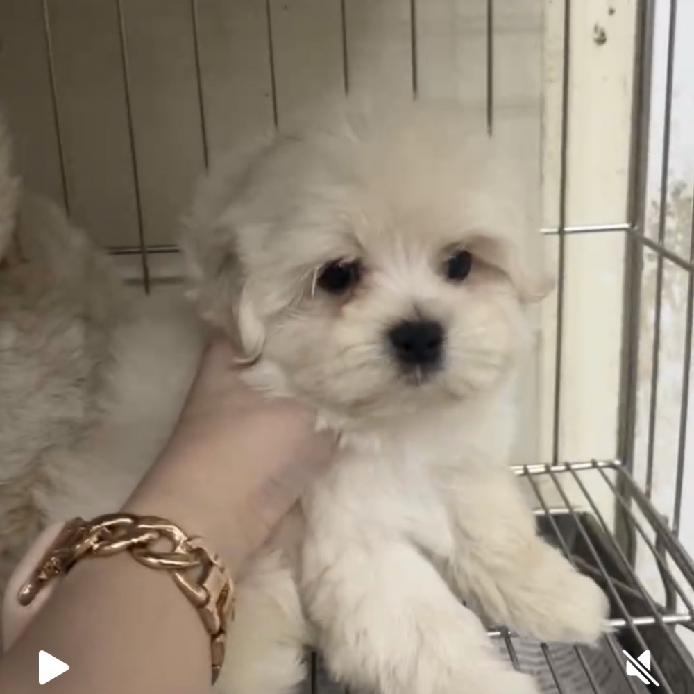 瑪爾泰迪【Malti