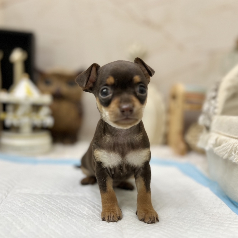 迷你品-小鹿犬【Miniature Pinsche】