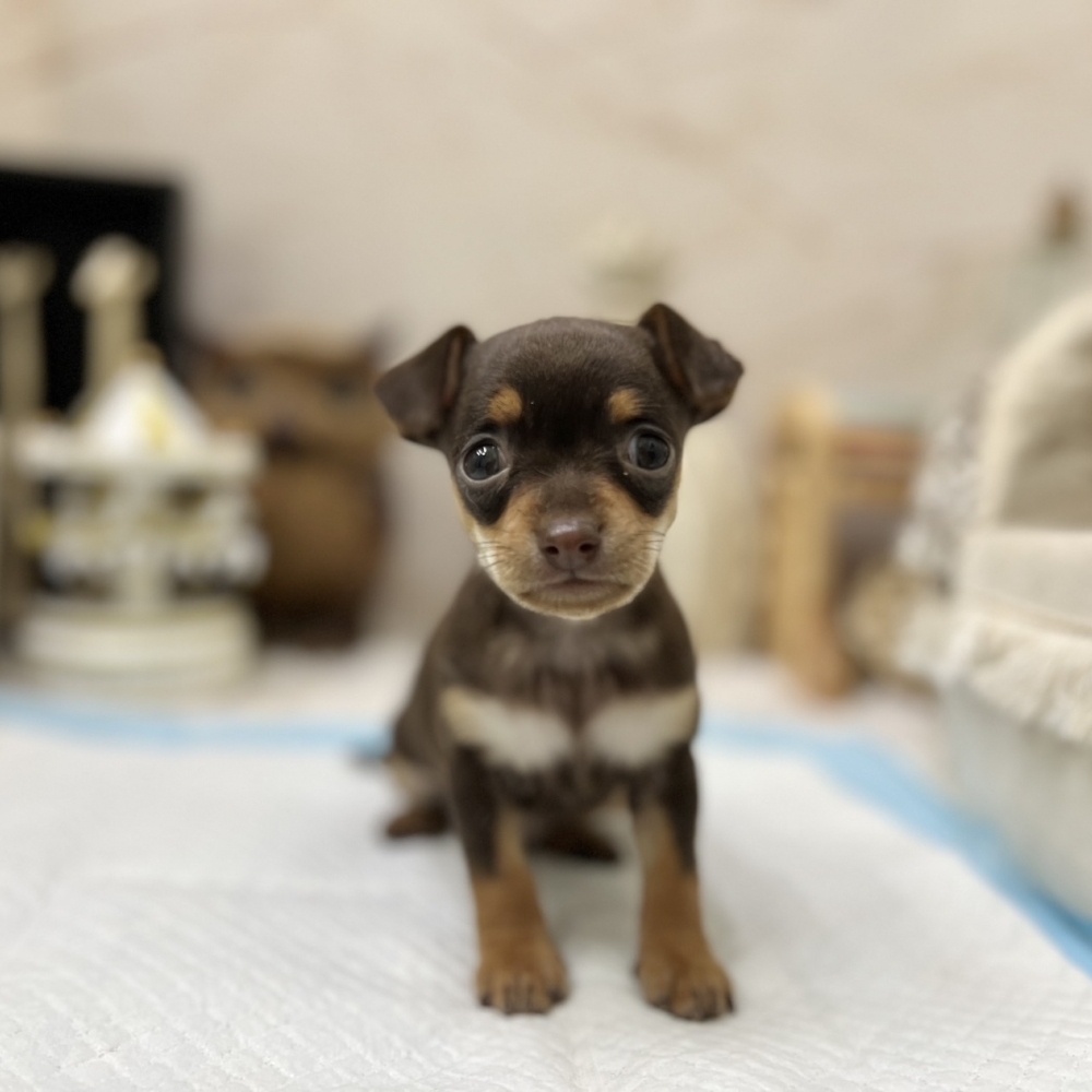 迷你品-小鹿犬【Miniature Pinsche】