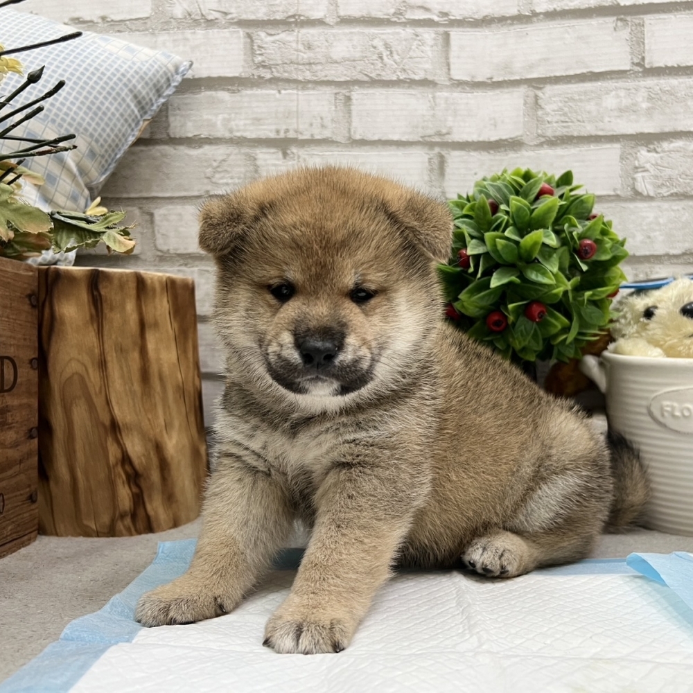 柴犬【Shiba Inu】