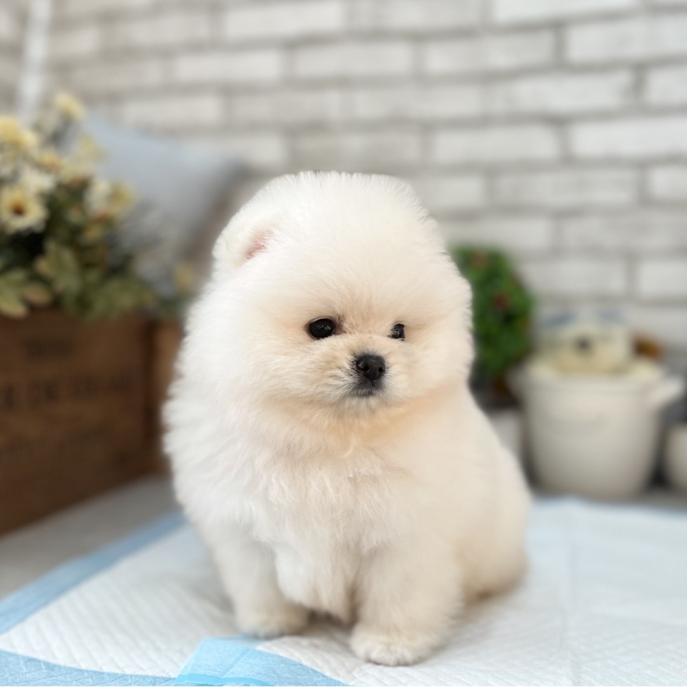 甜臉白松鼠博美【Pomeranian】