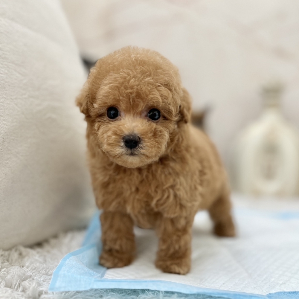 泰迪玩具貴賓（Poodle）