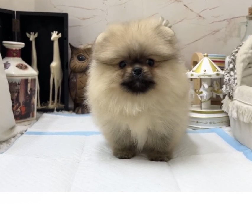 甜甜浣熊松鼠博美  【Pomeranian】