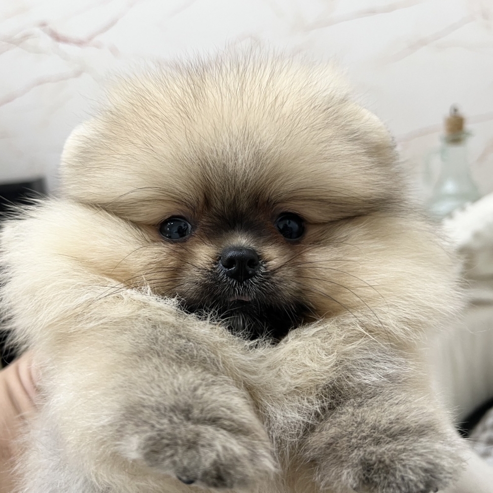 甜甜浣熊松鼠博美  【Pomeranian】