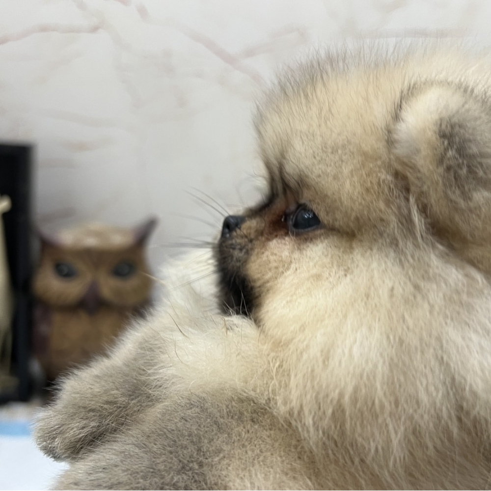 甜甜浣熊松鼠博美  【Pomeranian】