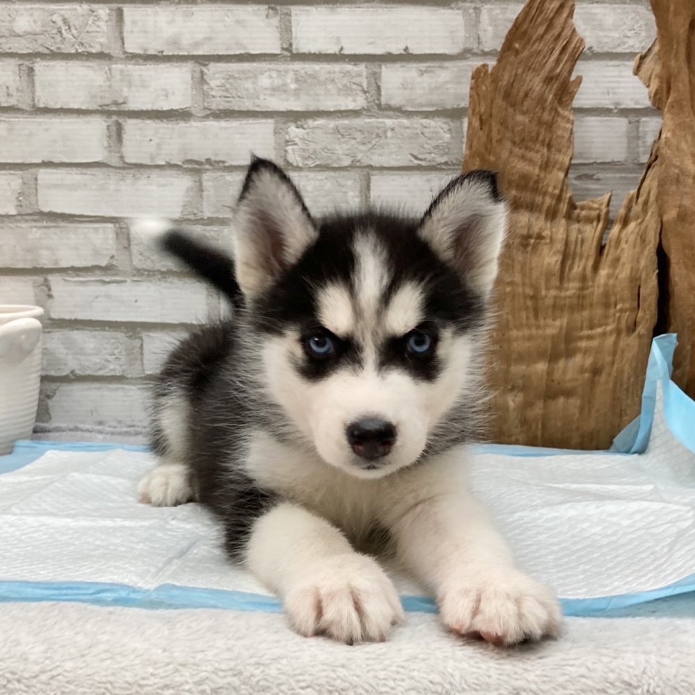 哈士奇雪橇犬【HUSKY】