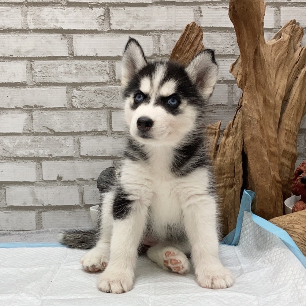 哈士奇雪橇犬【HUSKY】