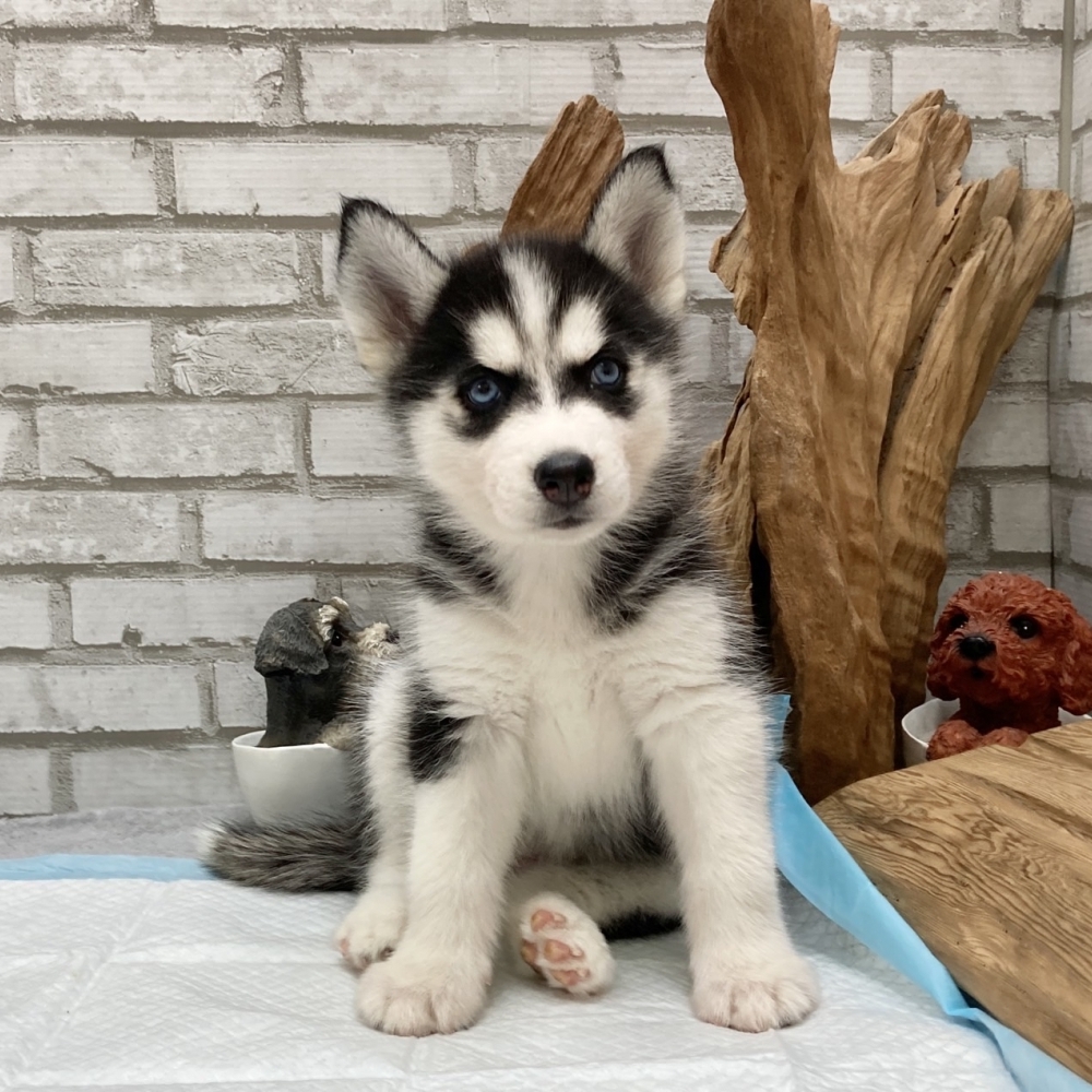 哈士奇雪橇犬【HUS