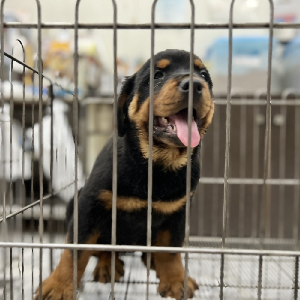 羅威納（Rottweiler）