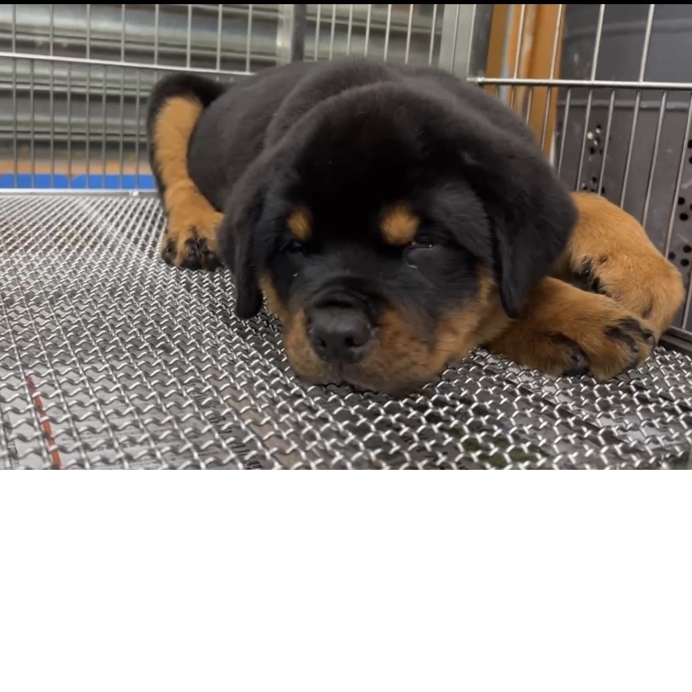羅威納（Rottweiler）