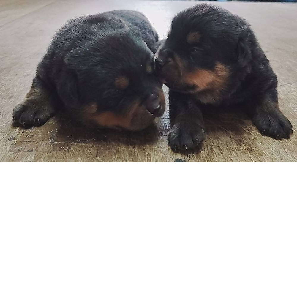 羅威納（Rottweiler）