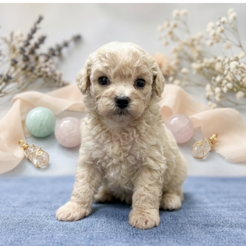 瑪爾泰迪【Maltipoo】
