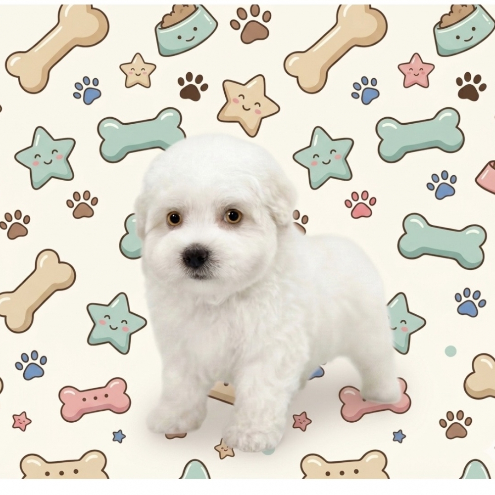 比熊【Bichon Frise】+泰迪熊