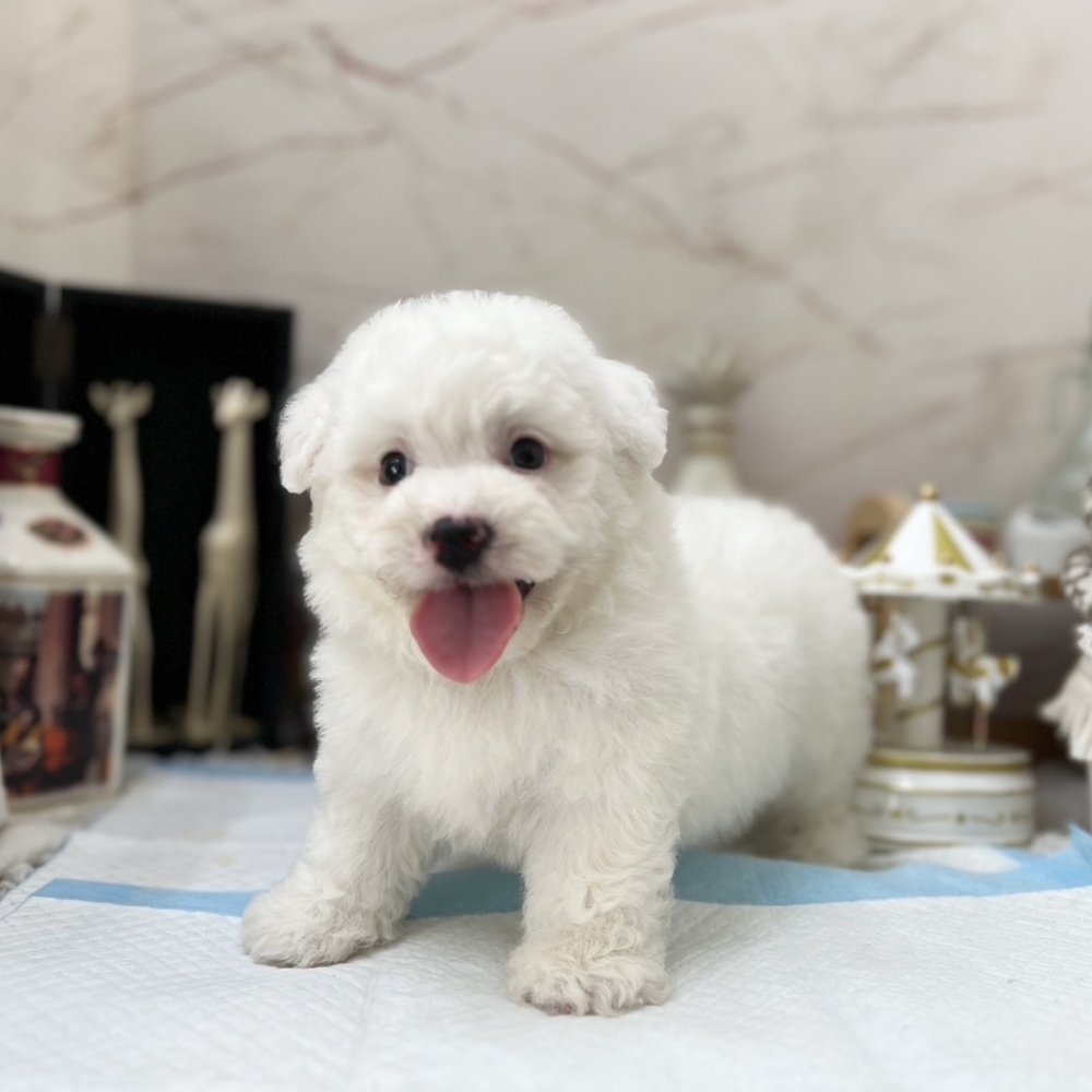 比熊【Bichon Frise】+泰迪熊
