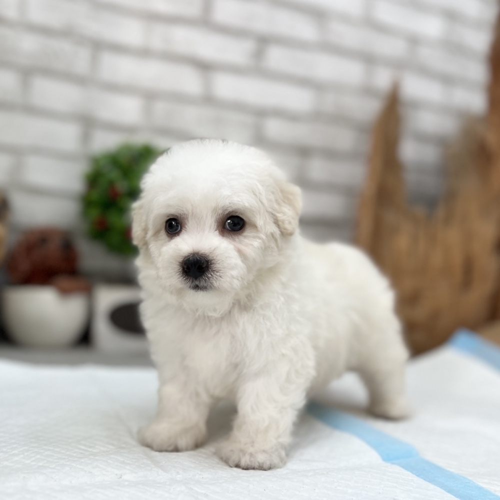 比熊【Bichon Frise】+泰迪熊