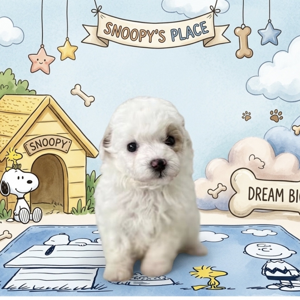 瑪爾泰迪【Maltipoo】