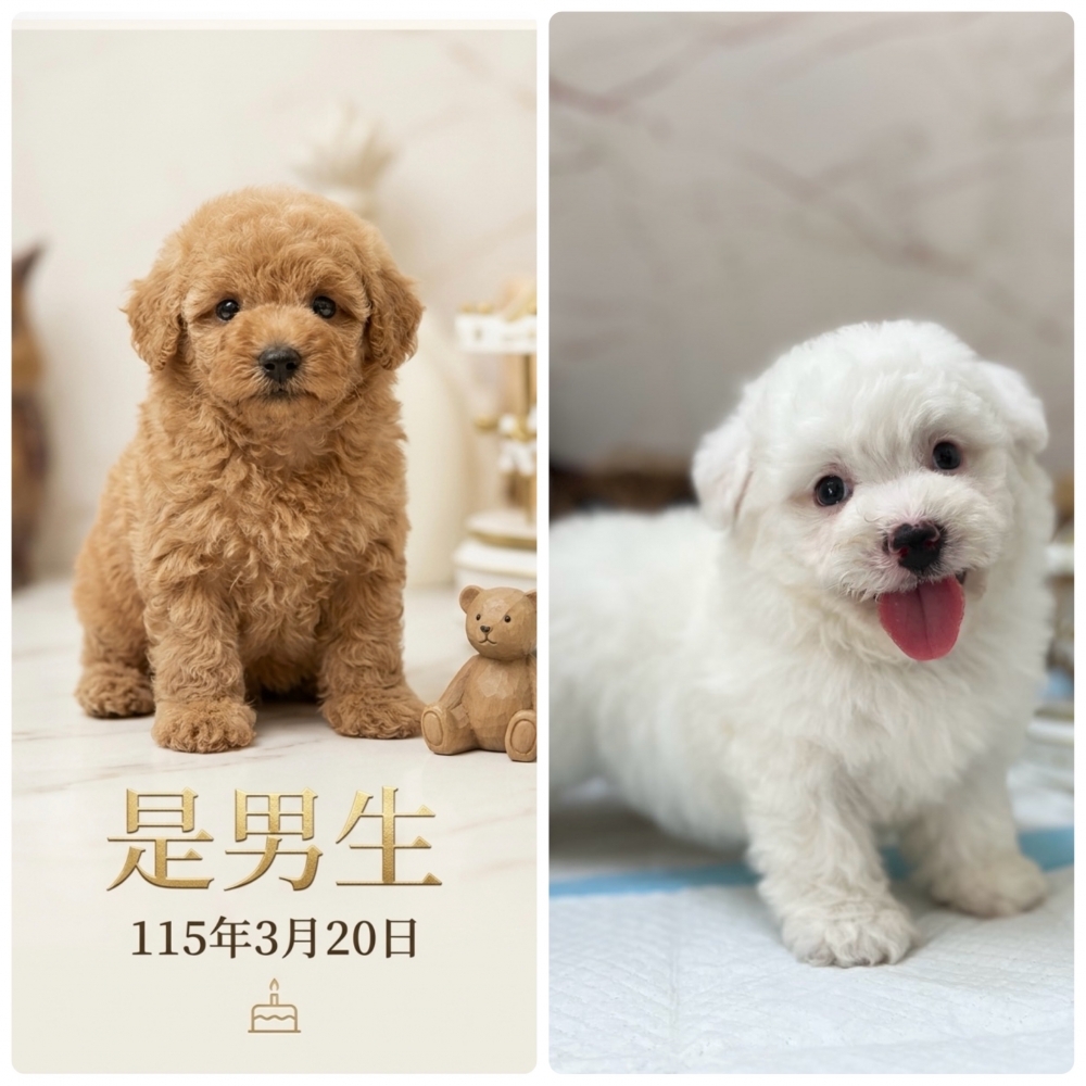 比熊【Bichon 