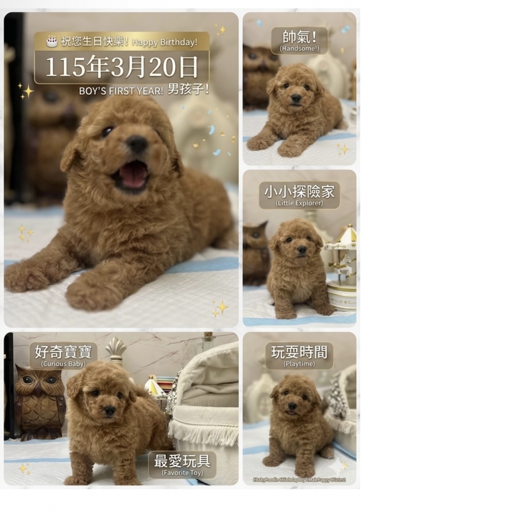 比熊【Bichon Frise】+泰迪熊