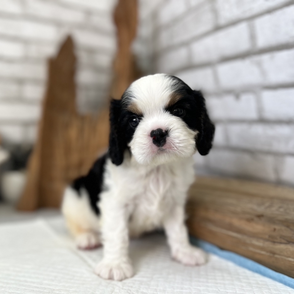 三色騎士查理士犬（Cavalier King Charles Spaniel）