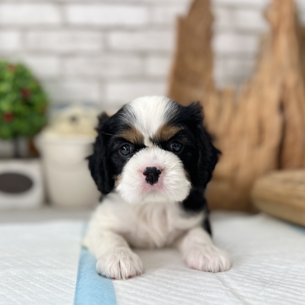三色騎士查理士犬（Cavalier King Charles Spaniel）