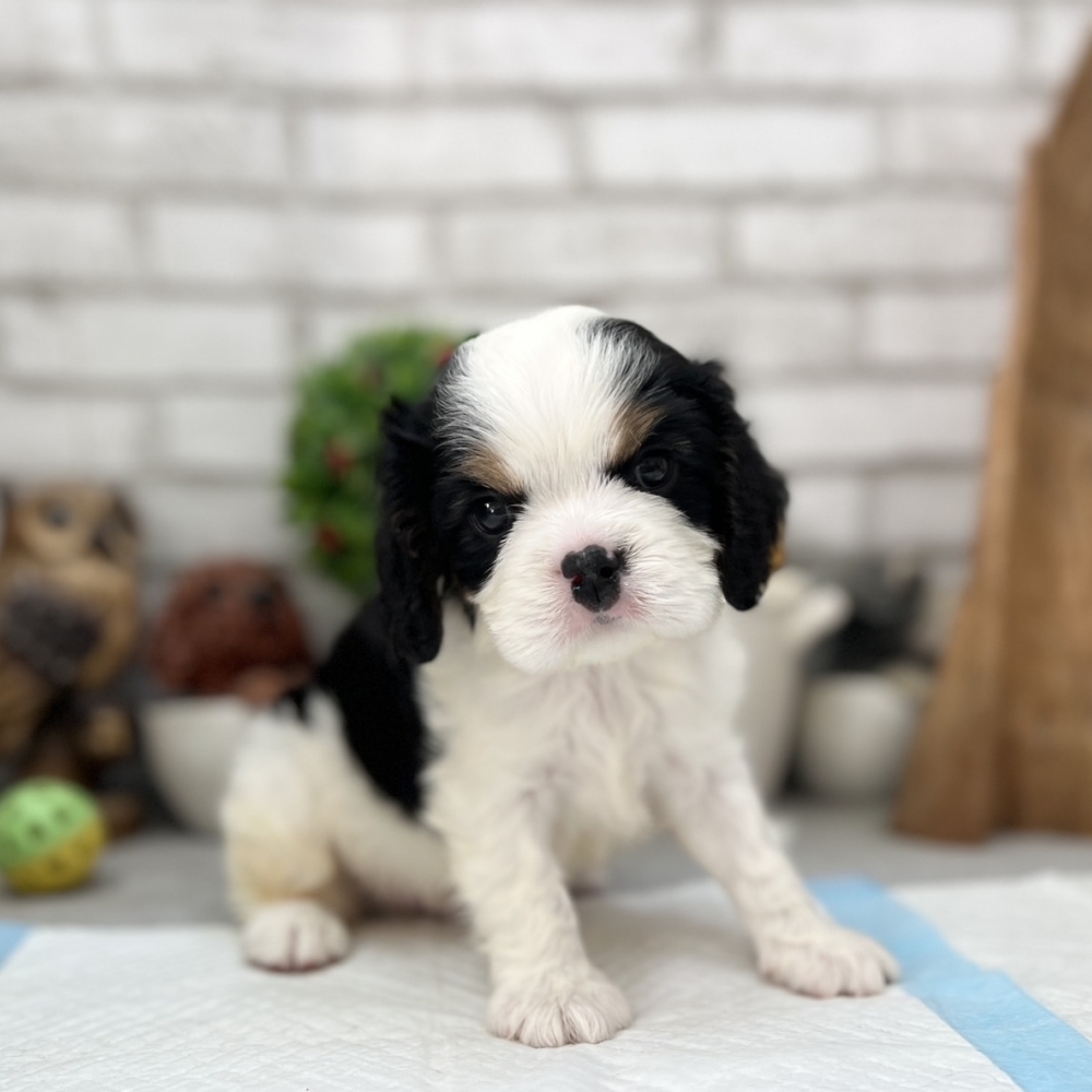三色騎士查理士犬（Cavalier King Charles Spaniel）