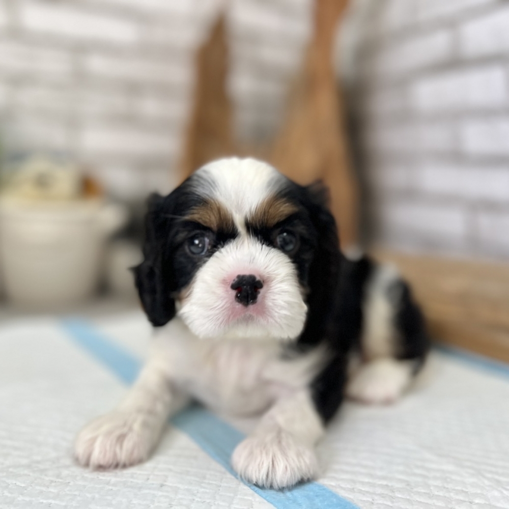 三色騎士查理士犬（C