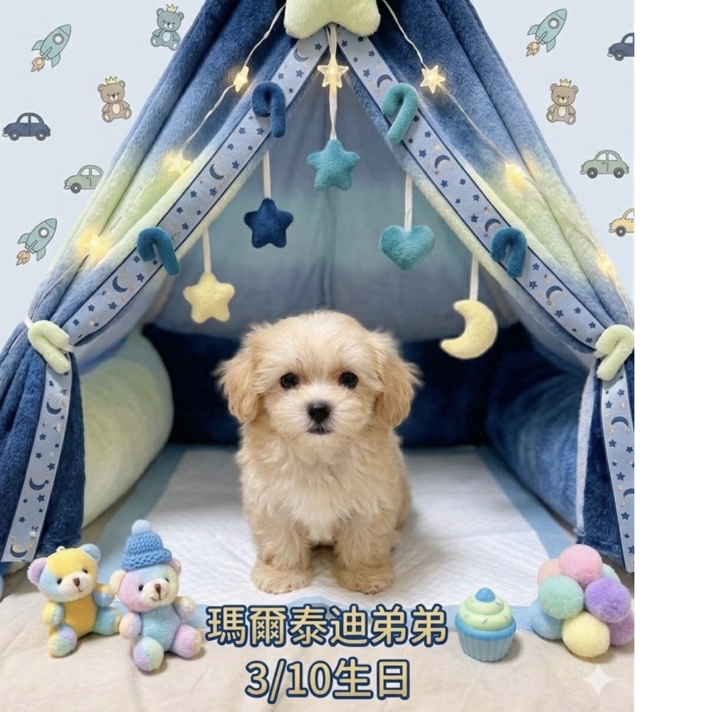 瑪爾泰迪【Maltipoo】