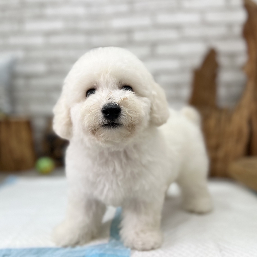 比熊【Bichon 
