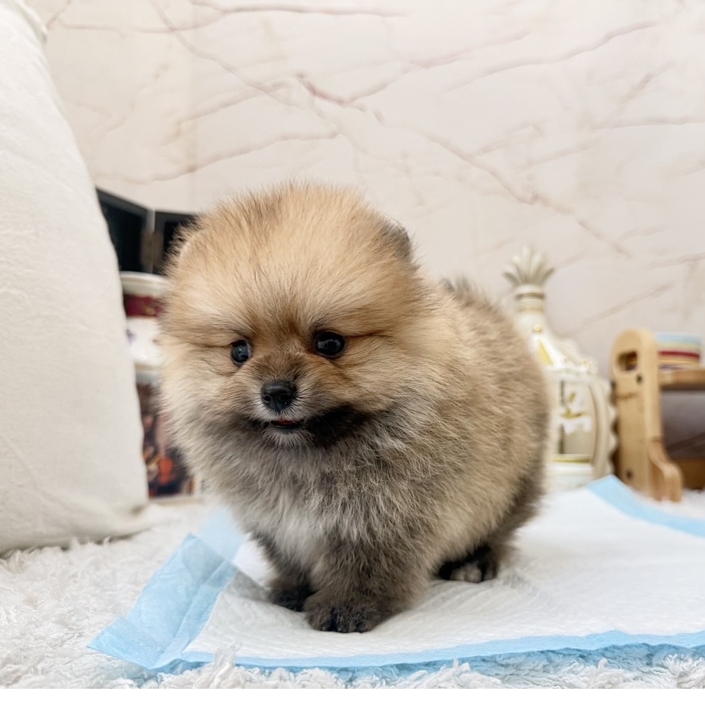 甜甜浣熊松鼠博美  【Pomeranian】