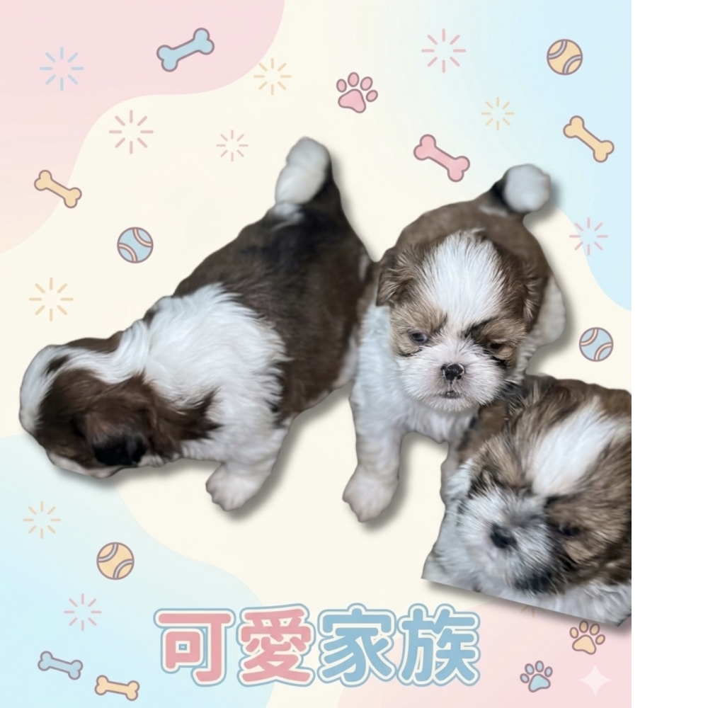 西施犬(Shih Tzu）