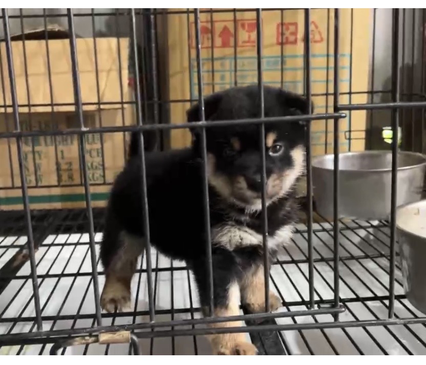 柴犬【Shiba I