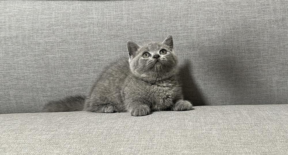 【已有家長】藍曼赤肯妹妹